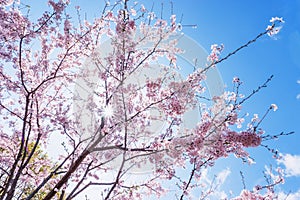 Cherry blossoms or Sakura with blue sky