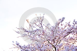 Cherry blossoms sakura branches on white isolated sky background, flowers full bloom in spring season in Japan, beautiful nature s