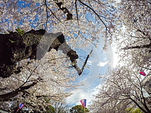 Cherry blossoms and Sakura Festival lanterns with blue sky background at Asukayama Park in Kita,Tokyo,Japan.