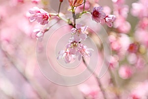 Cherry blossoms , sakura flower