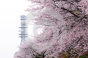 Cherry blossoms sakura flowers in full bloom in Japan with branches spreading out