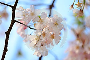 Cherry blossoms, Sakura Flowers in Shanghai Chenshan Botanic Park