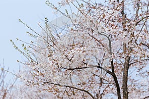 Cherry blossoms, Sakura Flowers in Shanghai Chenshan Botanic Park
