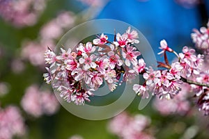Cherry blossoms sakura full bloom in spring