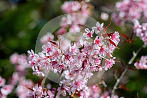 Cherry blossoms sakura full bloom in spring