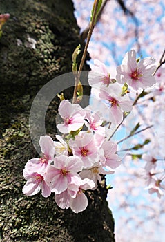 Cherry blossoms or Sakura grow from the trunk