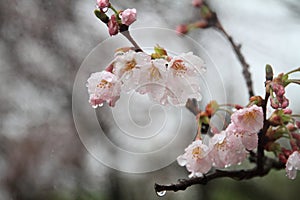 Cherry blossoms in Sakura no sato, Izu, Shizuoka rain drop