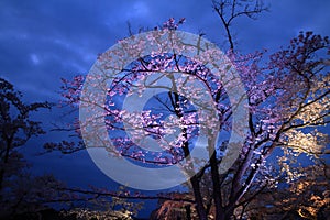 Cherry blossoms in Sakura no sato night scene
