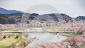 Cherry blossoms or Sakura and river