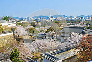 Cherry blossoms sakura in spring at Himeji Castle, Hyogo, Japan