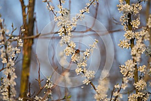 Cherry blossoms in Sandwell valley park, Birmingham