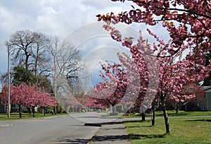 Cherry blossoms season - spring scenery