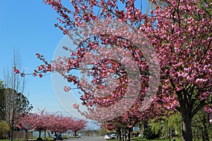 Cherry blossoms season - spring scenery