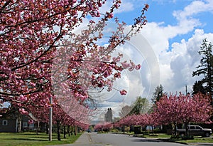 Cherry blossoms season - spring scenery