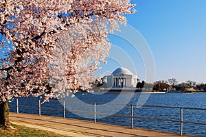 Cherry Blossoms season in Washington