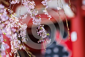 Cherry blossoms at Sensoji Temple, Tokyo, Japan