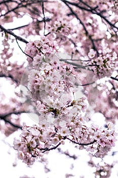 Cherry blossoms in seoul south korea