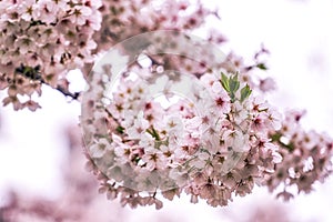 Cherry blossoms in seoul south korea