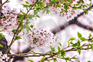 Cherry blossoms in seoul south korea