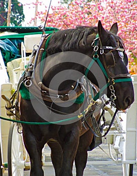 Horse and carriage