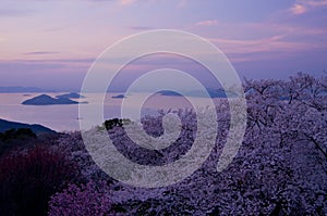 Cherry blossoms and Seto Inland Sea in the evening