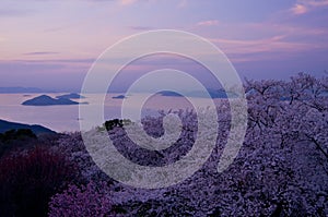 Cherry blossoms and Seto Inland Sea in the evening photo