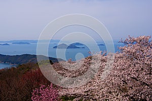 Cherry blossoms and Seto Inland Sea photo
