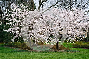 Cherry blossoms at Sherwood Gardens Park, in Baltimore, Maryland