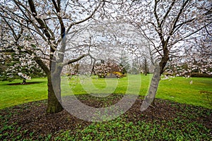 Cherry blossoms at Sherwood Gardens Park, in Guilford, Baltimore, Maryland