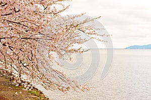 Cherry Blossoms in Shiga, Japan