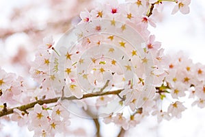 Cherry Blossoms in Shiga, Japan