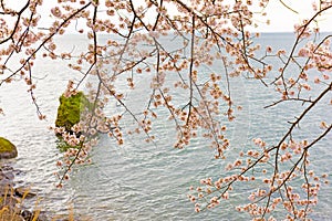 Cherry Blossoms in Shiga, Japan