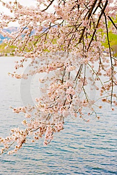 Cherry Blossoms in Shiga, Japan