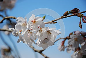 Cherry blossoms at Shinjuku Gyoen National Garden