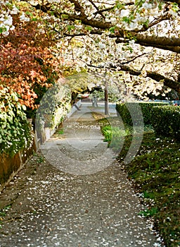 Cherry Blossoms on Sidewalk Path