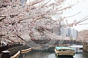Cherry blossoms and sightseeing ship