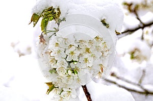 Cherry blossoms with snow