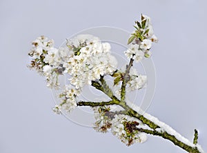 Cherry blossoms with snow