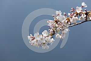 Cherry blossoms Somei-yoshino