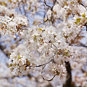 Cherry blossoms Somei-yoshino photo