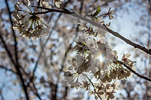 Cherry-blossoms,SOMEIYOSHINO in KANAGAWA JAPAN