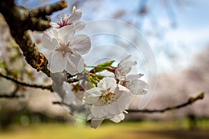 Cherry-blossoms,SOMEIYOSHINO in KANAGAWA JAPAN