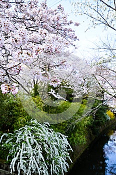 Cherry Blossoms and Spiraea on Philosopher`s Walk, or Tetsugaku-no-Michi, Kyoto, Japan