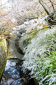 Cherry Blossoms and Spiraea on Philosopher`s Walk, or Tetsugaku-no-Michi, Kyoto, Japan