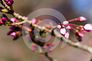 Cherry blossoms in spring