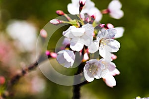 Cherry blossoms in spring