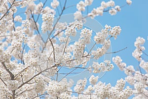 Cherry blossoms at spring