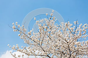 Cherry blossoms at spring