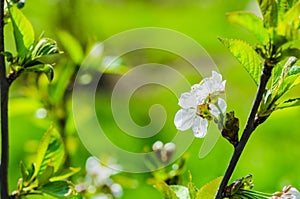 The cherry blossoms in spring in april a beautiful magical sight