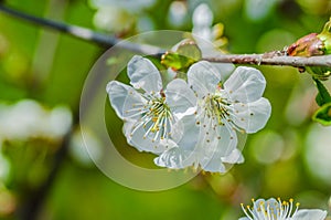 The cherry blossoms in spring in april a beautiful magical sight